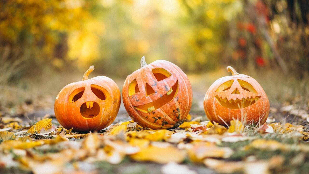 Drei geschnitzte Halloween-Kürbisse im Herbstlaub