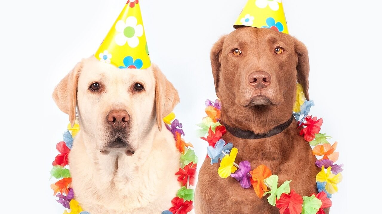 Zwei Hunde mit Partyhut und Blumenkette