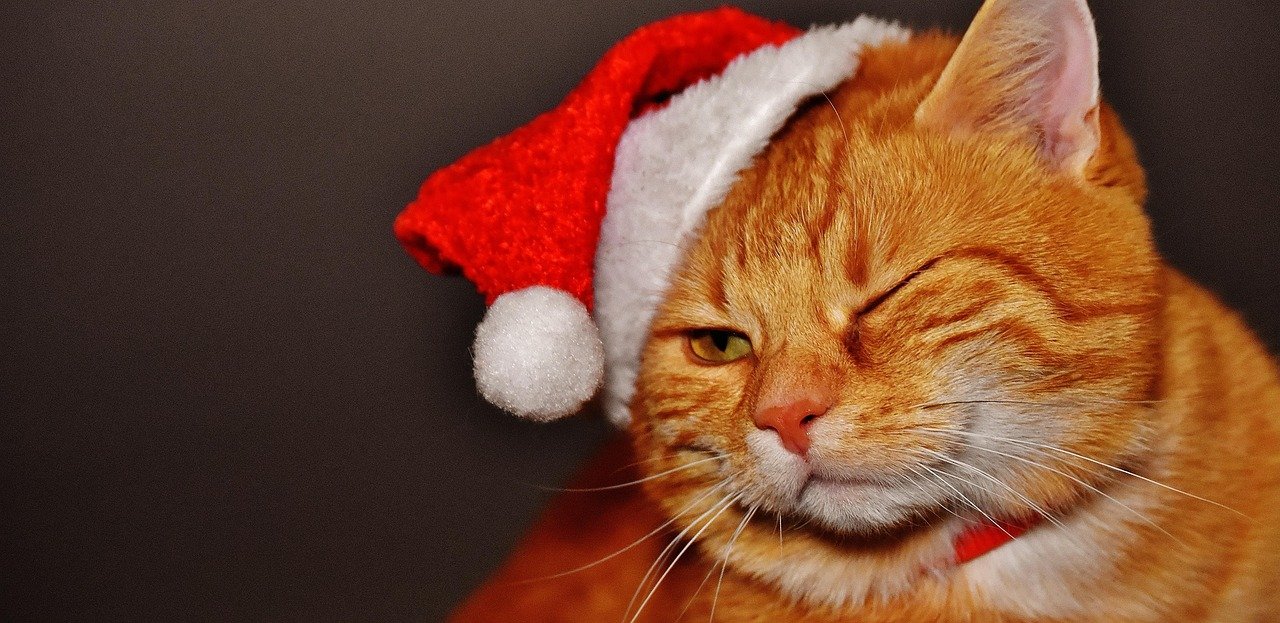 Zwinkernde rote Katze mit Weihnachtsmütze